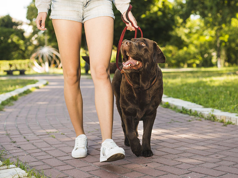 Teaching dogs to stay by your side while on walks 
